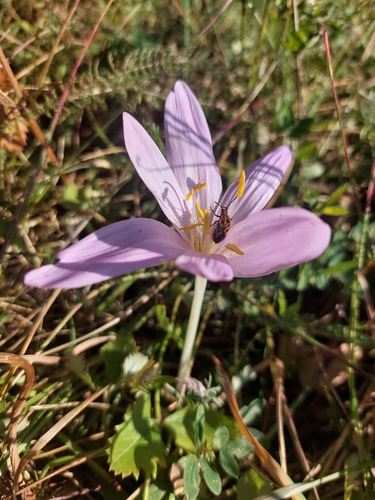Autumn Crocus