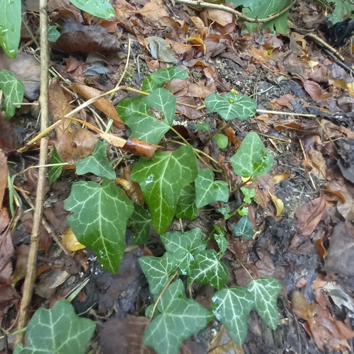 common ivy