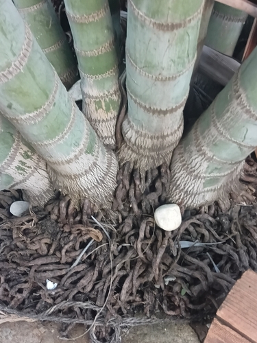 Areca Palm
