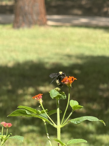 American Bumble Bee