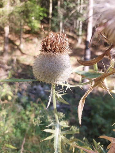 Woolly Thistle