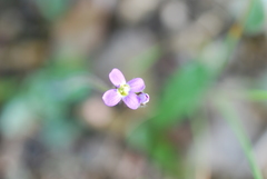 Arabis verna