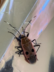 Physopelta quadriguttata