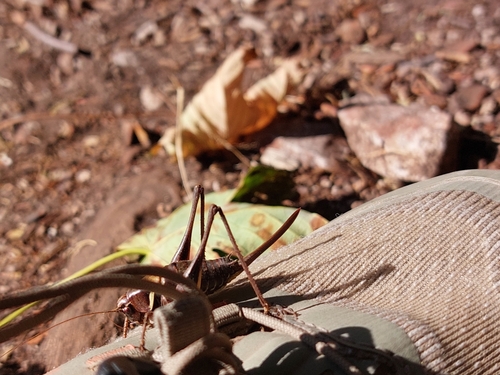 Alpine Dark Bush-cricket