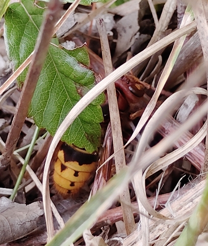 European Hornet