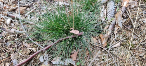 Avenella flexuosa