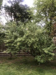 Elaeagnaceae