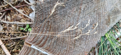 Avenella flexuosa, photograph 1