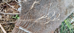 Avenella flexuosa, photograph (c) Ondřej Křivan, some rights reserved (CC BY)
