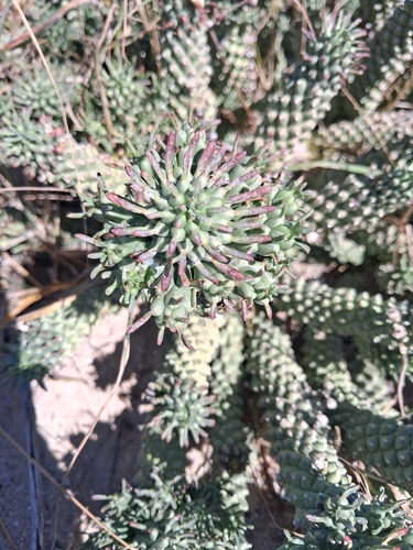 Euphorbia caput-medusae, photograph 2