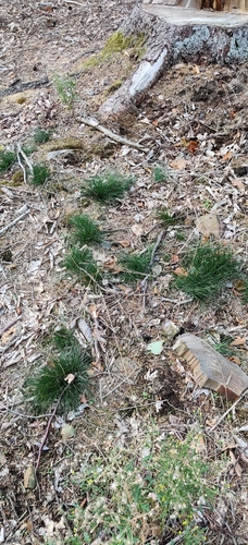 Avenella flexuosa, photograph 2