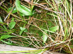 Ophioglossum pusillum