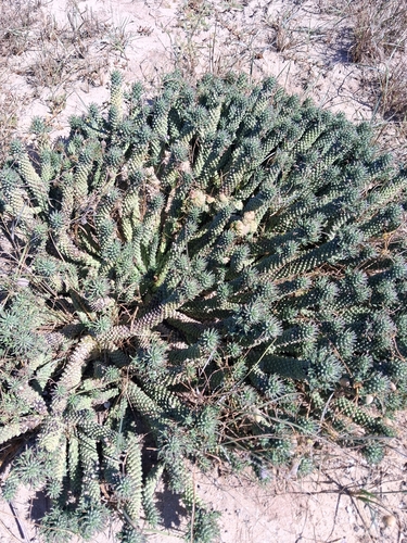 Euphorbia caput-medusae, photograph 3