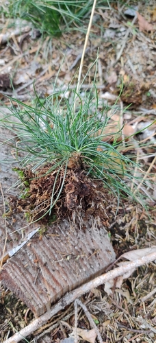 Avenella flexuosa, photograph 4