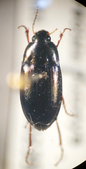 Amara littoralis