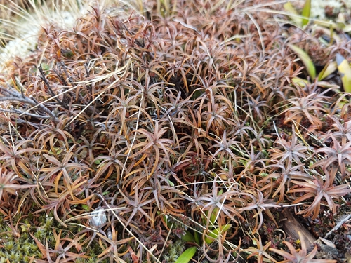 Dracophyllum recurvum observed 2026-08-24