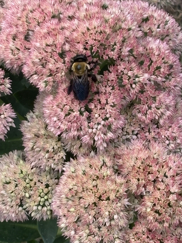 Eastern Carpenter Bee
