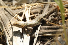 Sceloporus consobrinus