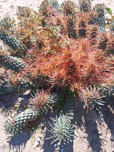 Euphorbia caput-medusae, photograph 4