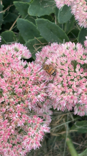 Western Honey Bee