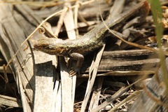 Sceloporus consobrinus