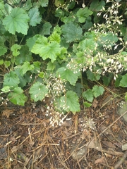 Heuchera longipetala