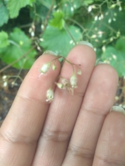 Heuchera longipetala