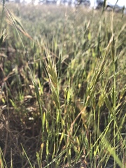 Brachypodium distachyon