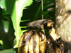 Turdus maculirostris