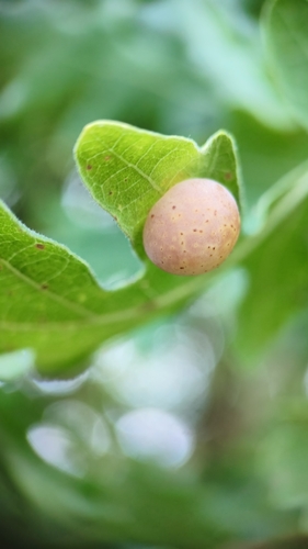 Cynips quercus