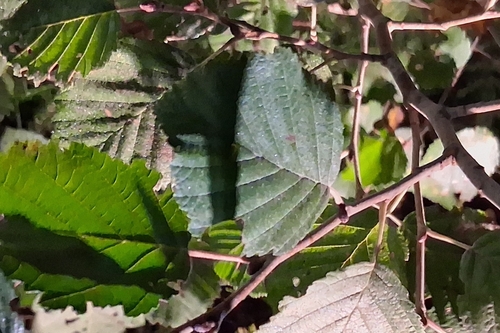 grey alder
