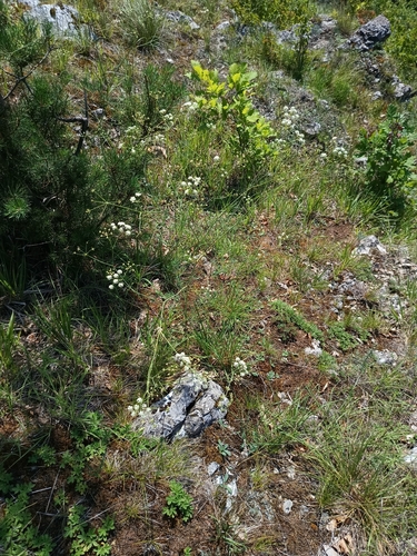 Seseli osseum, photograph 4