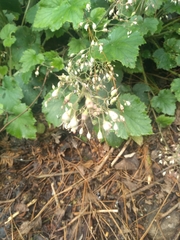 Heuchera longipetala