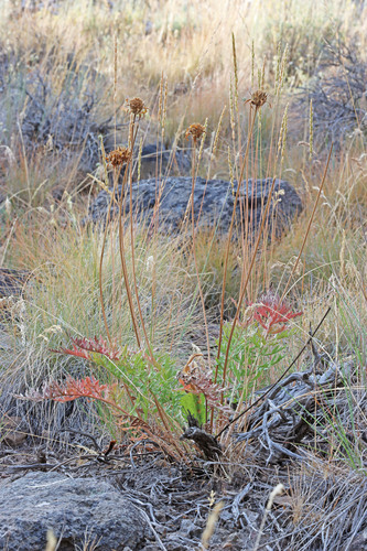 Balsamorhiza hookeri, 2026-07-13