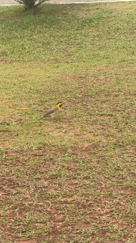 Campo Flicker