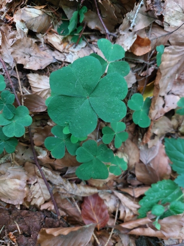 European wood-sorrel