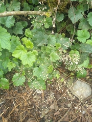 Heuchera longipetala