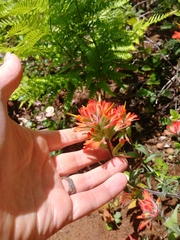 Castilleja hispida