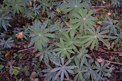 Large-leaved lupine