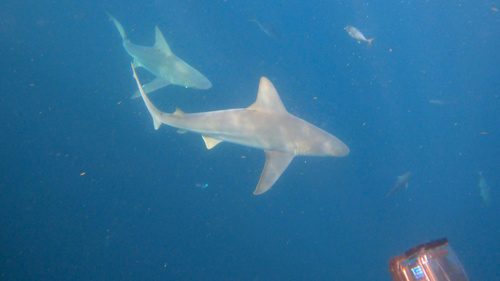 Carcharhinus plumbeus observed 2026-09-10