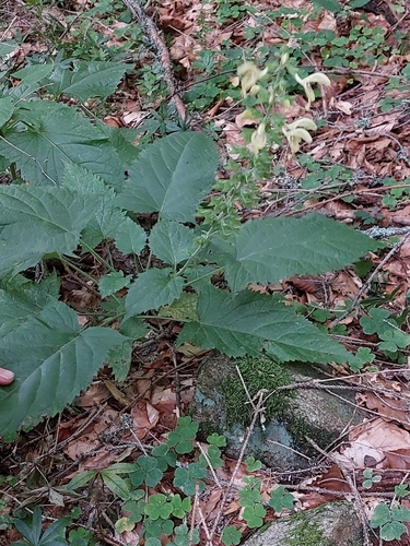 Sticky Sage