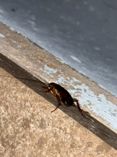 American Cockroach