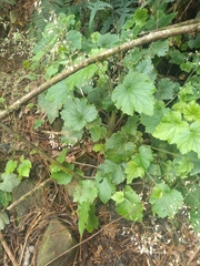 Heuchera longipetala