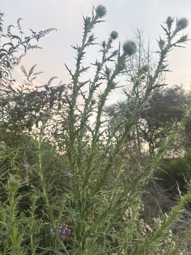 iNaturalist observation photo of Thistles and Burdocks