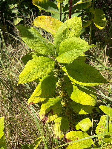 Triosteum perfoliatum, photograph 2