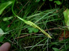 Ophioglossum pusillum