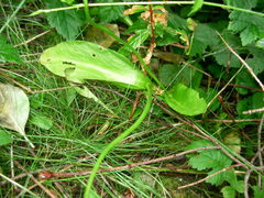 Ophioglossum pusillum