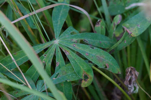 Large-leaved lupine