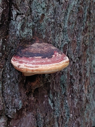 Red-banded Polypore