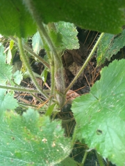 Heuchera longipetala